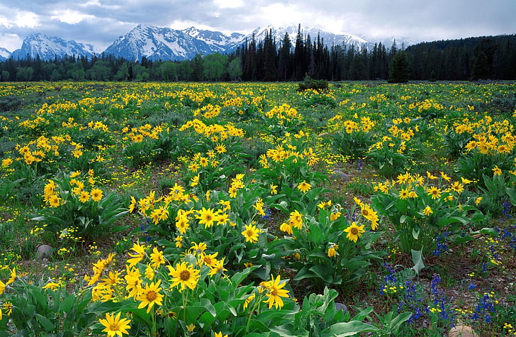 Field Of Arrowleaf Balsamroot And The Teton..., sunflower field
