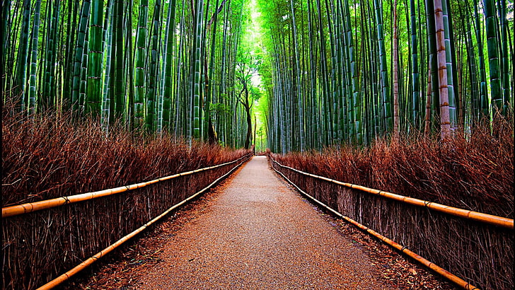 bamboo, arashiyama, forest, kyoto, the way forward, direction