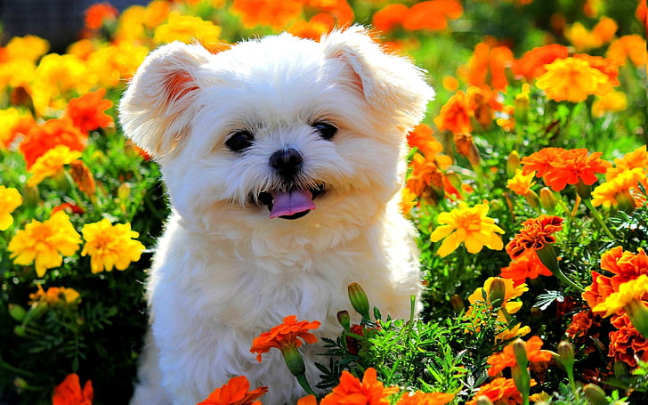 Dogs, Shih Tzu, Animal, Flower, Marigold, Puppy