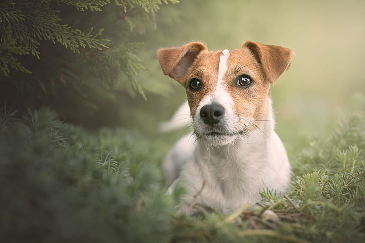 Dogs, Jack Russell Terrier, Pet, HD wallpaper