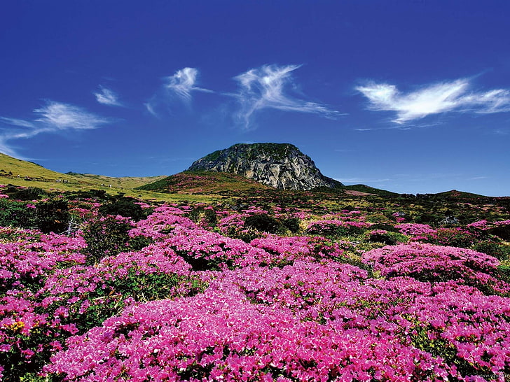 Jeju Island Korea Life Landscape photo Wallpaper 0.., bed of pink flowers