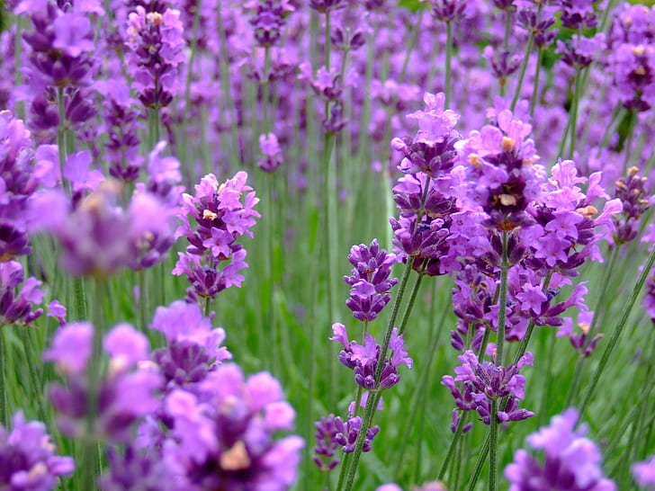 purple petaled flower field, lavender, lavender, england, great britain, HD wallpaper
