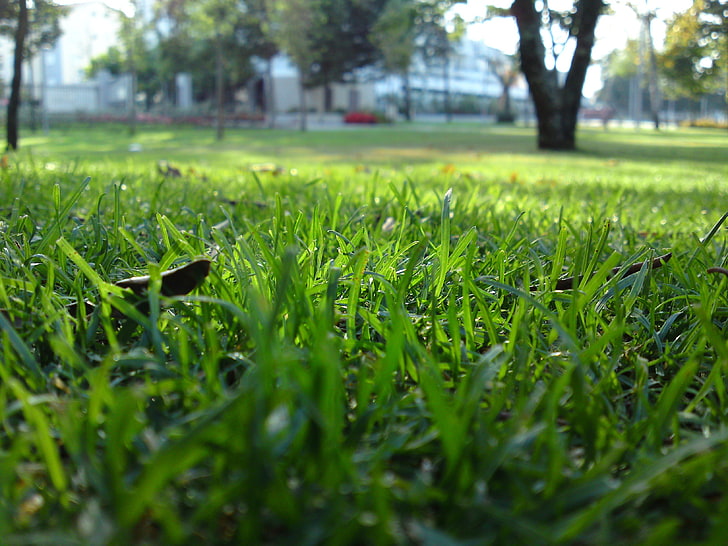 grass, plant, green color, selective focus, land, growth, tree, HD wallpaper