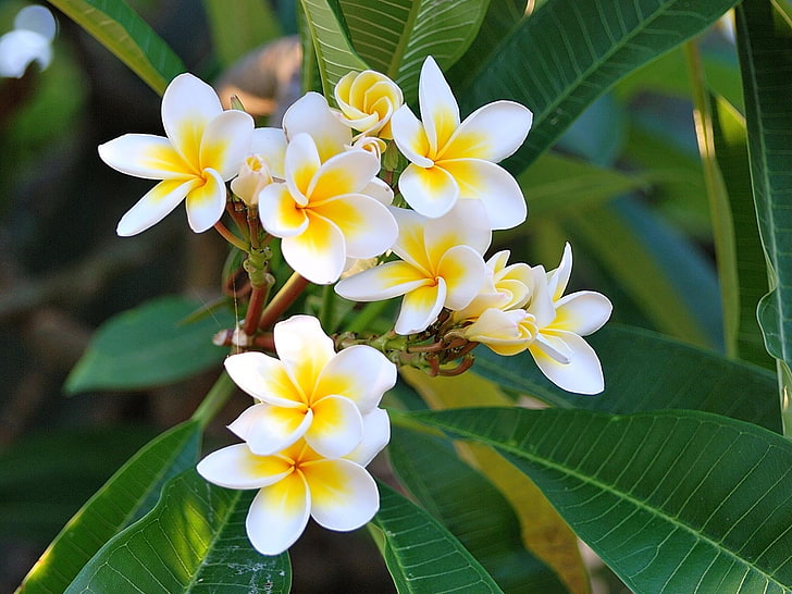 white-and-yellow plumeria flowers, green, leaves, frangipani
