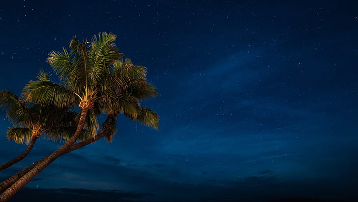 palm tree, night, starry sky, night sky, darkness, stars