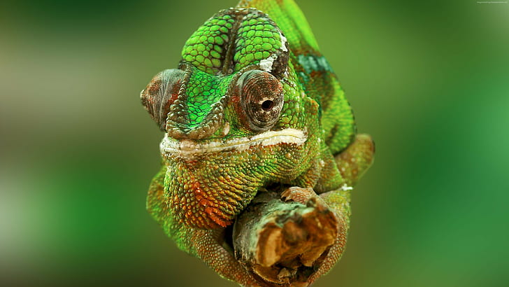 Chameleon, lizard, Jacksons chameleon, macro photo, Panther chameleon, HD wallpaper