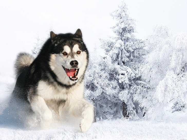 white and black Alaskan Malamute, husky, dog, fluffy, face, hair, HD wallpaper