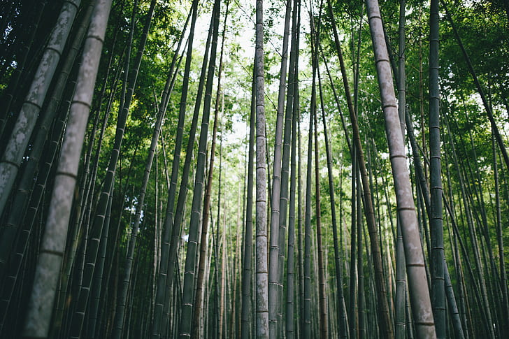 photography, Japan, landscape, Kyoto, bamboo, Moso, forest, HD wallpaper