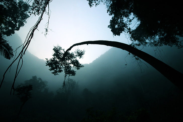 white and black tree branch, trees, mist, dark, mountains, forest