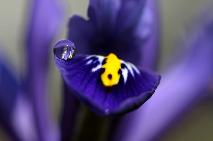 selective photo purple and yellow flower, drop, flower  flower, HD wallpaper