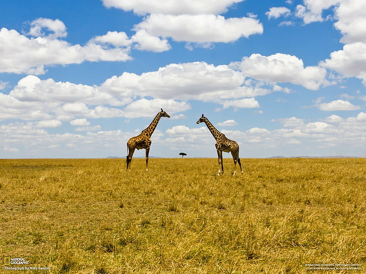 National Geographic, landscape, animals, clouds, giraffes
