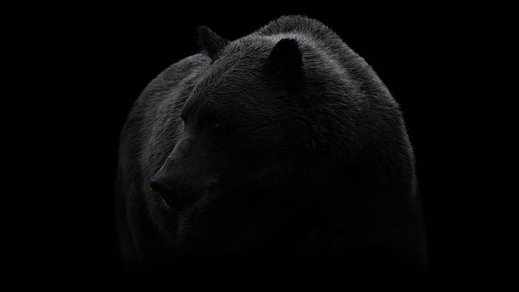 bear, black, black and white, brown bear, wildlife, photography, HD wallpaper