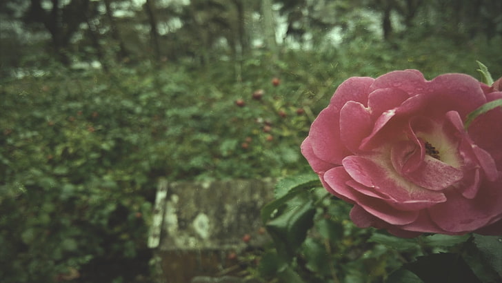 pink petaled flower, nature, rose, green, old, vintage, plant