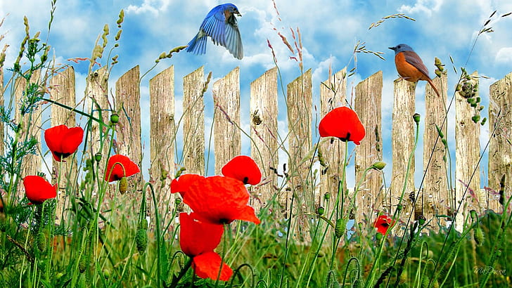 Wall O Poppies, firefox persona, grass, wild flowers, birds, field, HD wallpaper