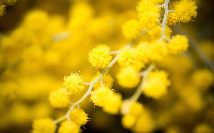 yellow petaled flower, nature, flowers, macro, yellow flowers, HD wallpaper