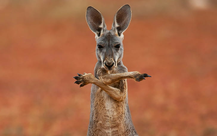 Australia Kangaroo, Animal, marsupial, background, widescreen, HD wallpaper