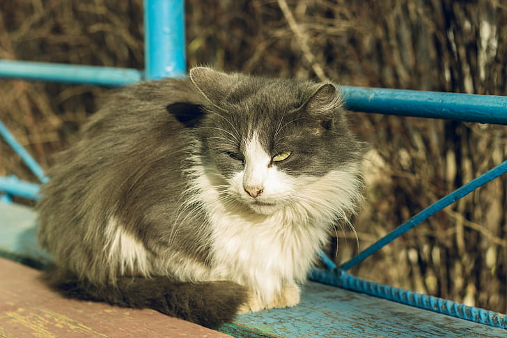 cat, Russia, animals, HD wallpaper