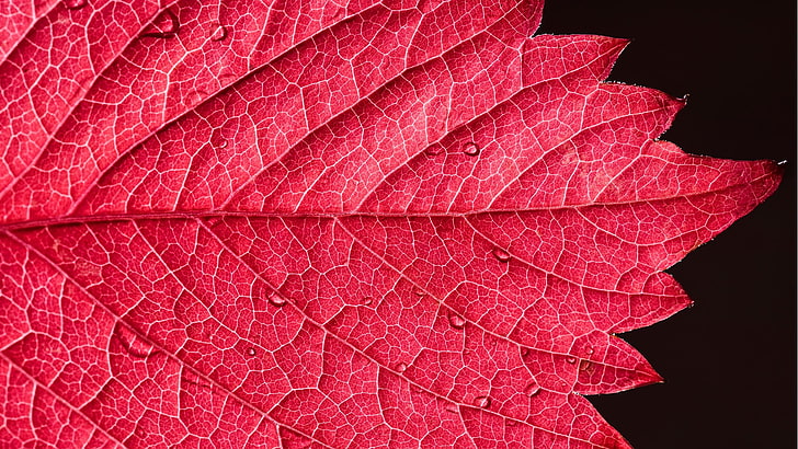 red leaf, leaves, water drops, plants, leaf vein, plant part, HD wallpaper