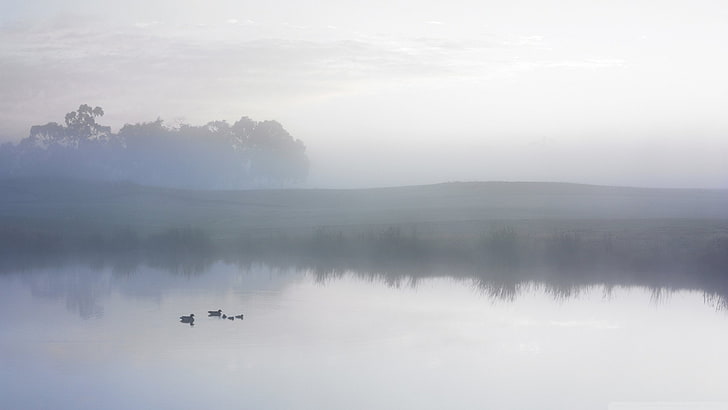mist, lake, morning, duck, fog, water, beauty in nature, tranquil scene