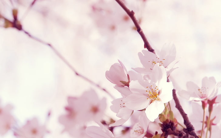 white cherry blossoms, macro, flower, twig, pink, nature, springtime