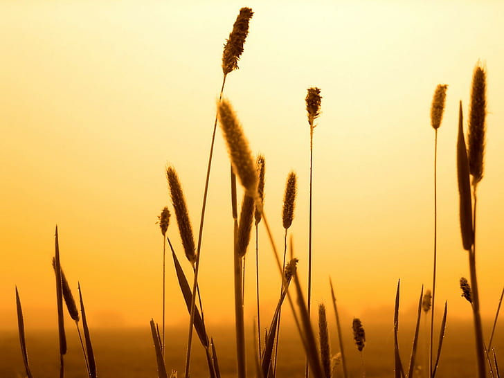 spikelets, sunset, nature