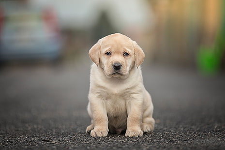 HD wallpaper: Dogs, Labrador Retriever, Baby Animal, Depth Of Field, Puppy  | Wallpaper Flare