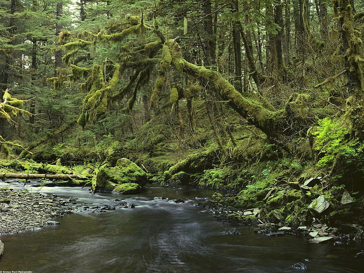 landscape, creeks, forest, moss, dead trees, rocks, HD wallpaper