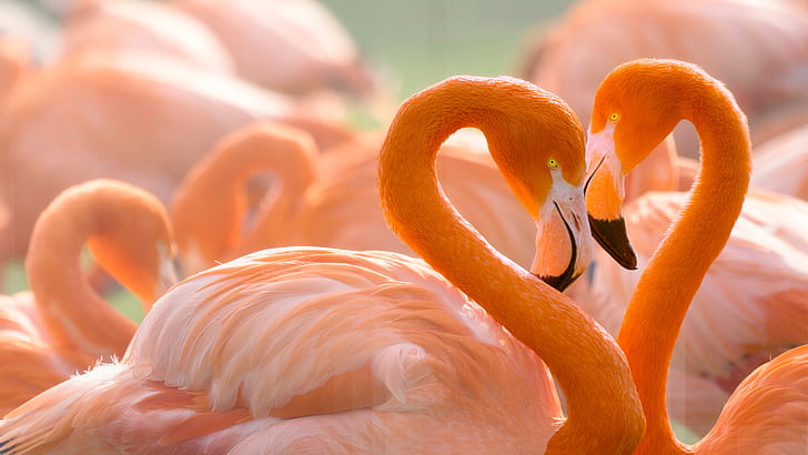 love, birds, background, heart, portrait, pair, lovers, Flamingo