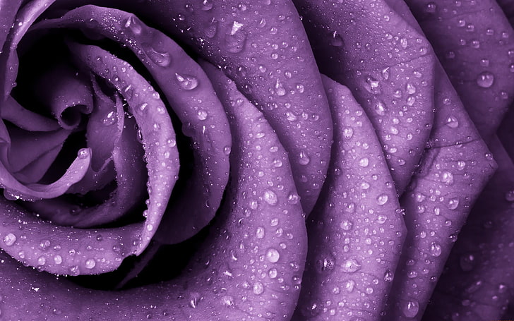 purple petaled flower, rose, nature, closeup, rain, flowers, water drops, HD wallpaper