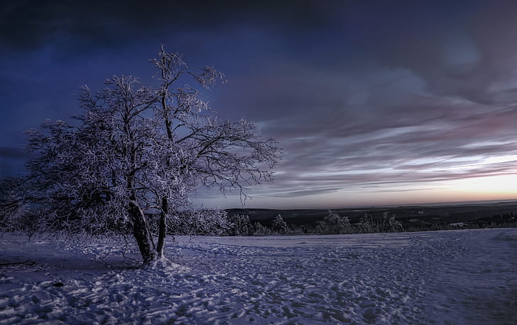 winter, snow, sky, trees, nature, landscape, HD wallpaper