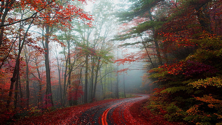 An empty leaf-covered road winding through an autumn forest in Blowing Rock