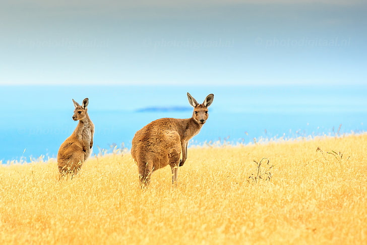 animals, mammals, nature, kangaroo, field, sky, animal themes, HD wallpaper