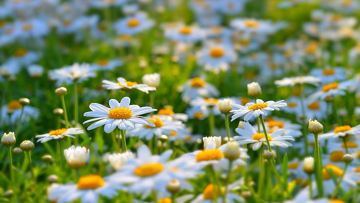 white flowering plant, daisies, flowers, white flowers, nature, HD wallpaper