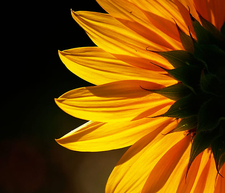 yellow Sunflower flower close-up photo, sunflower, Backlit, nature, HD wallpaper