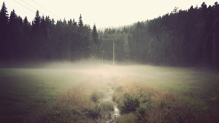 forest, mist, wires, field, tree, plant, tranquility, tranquil scene, HD wallpaper