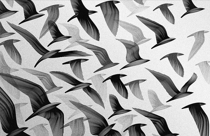 birds flying illustration, full frame, backgrounds, no people, HD wallpaper