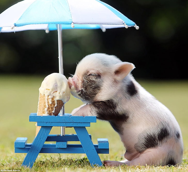 Animal, Pig, Baby Animal, Cute, Ice Cream, HD wallpaper
