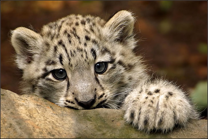 snow leopard cub, look, paw, IRBIS, kitty, animal, animal themes