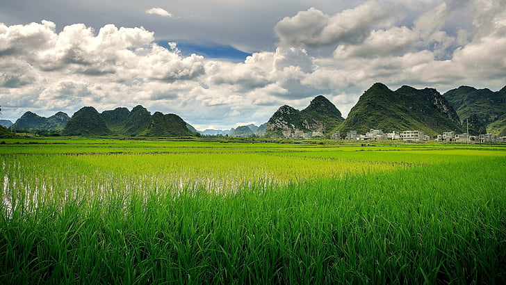 field, rice field, paddy field, green, landscape, sky, cloud