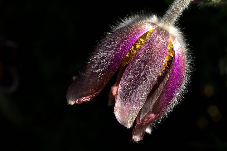 purple Pasque flower closeup photography, pasque flower, macro, HD wallpaper