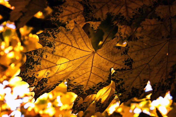 sunlight, leaves, leaf, plant part, autumn, tree, night, nature, HD wallpaper