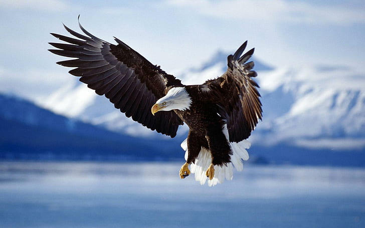 Bald Eagle in Flight Alaska, animals and birds