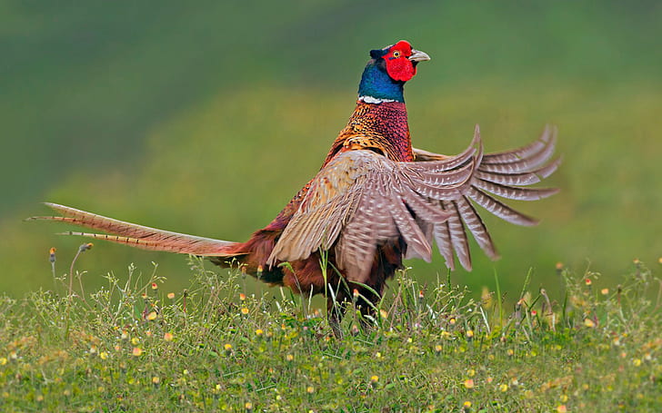 Ring Necked Pheasant Male (phasianus Colchicus) Is A Bird In The Pheasant Family (phasianidae)  He Was Born In Asia And Is Widespread All Over The World In Europe Is Known As Phase Ring Necked Pheasant, HD wallpaper