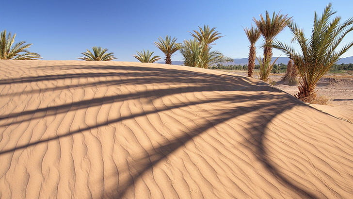 Desert palm trees, sahara desert, nature, 1920x1080, dune, HD wallpaper
