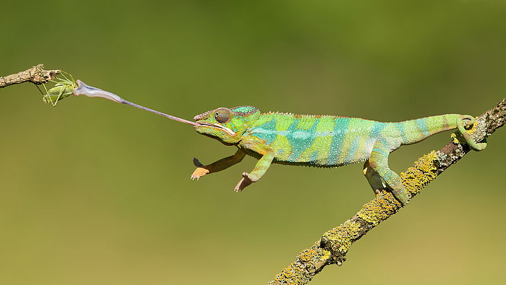 Chameleon Hunting On Insects Animals With Long Tongues Changing Color Photos 4k Ultra Hd Tv Wallpaper For Desktop Laptop Tablet And Mobile Phones 3840×2160