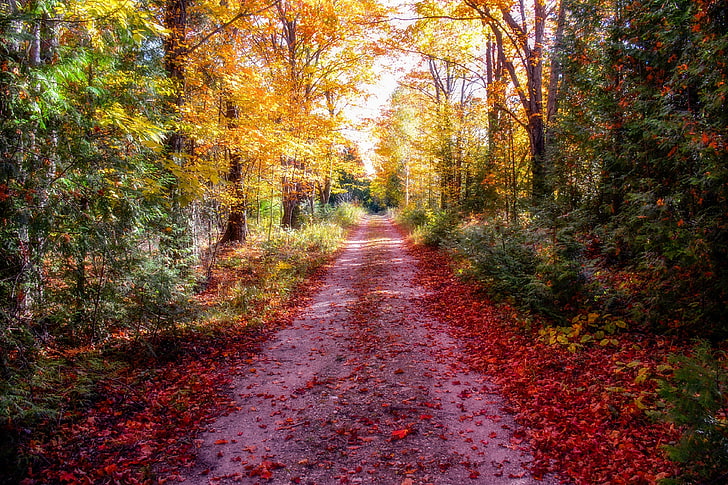 nature, trees, road, autumn, change, plant, direction, the way forward, HD wallpaper