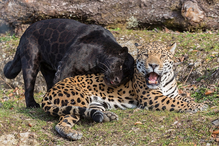 black panther and brown leopard, predators, mouth, pair, fangs, HD wallpaper