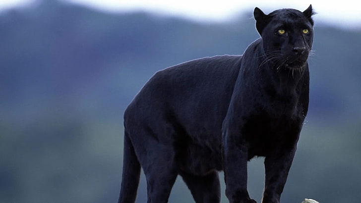 HD wallpaper: black panther, animals, panthers, big cats, mammals, wildlife  | Wallpaper Flare
