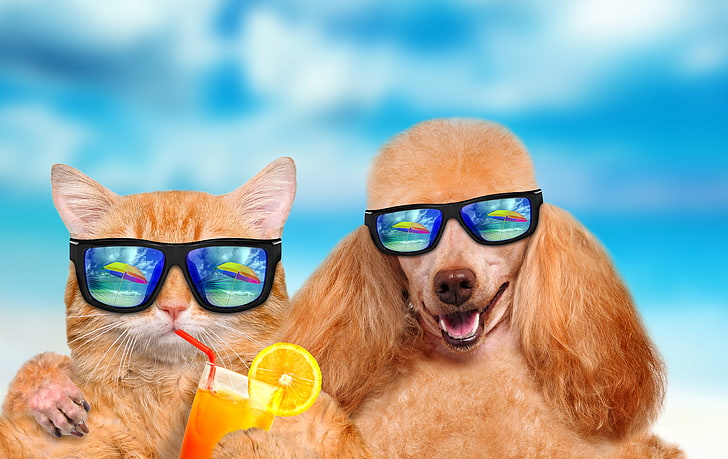 animals, cats, dogs, funny, glasses, juice, poodle, two