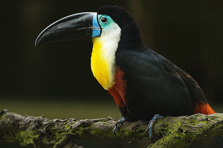 Bird toucan on branch, black white yellow and red bird, beak